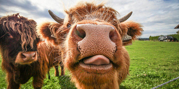 на фотографии красивый луг и две шотландские лохматые коровки одна из них прямо в обьектив языком лезет