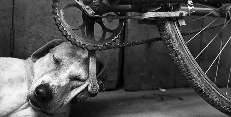 На фото красивый рыжий пес который спит на педали велосипеда. Профессиональный фотограф смог запечатлить уникальной момент.